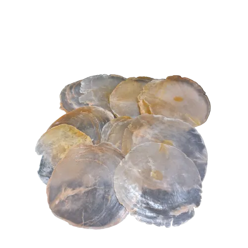 Decoratie schelpen zalm